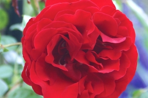 Rosa (Climbing) 'Dublin Bay' New 2026